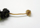 Galerina vittiformis image