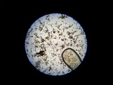 Scleroderma nitidum image