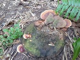 Ganoderma zonatum image