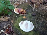 Ganoderma zonatum image
