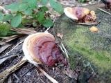 Ganoderma zonatum image