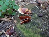 Ganoderma zonatum image