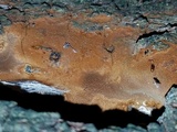 Fomitiporia dryophila image