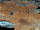 Fomitiporia dryophila image