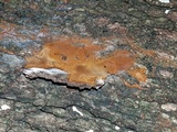 Fomitiporia dryophila image
