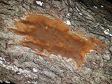 Fomitiporia dryophila image