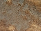 Fomitiporia dryophila image