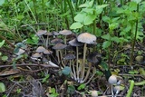 Coprinellus saccharinus image