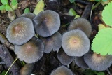 Coprinellus saccharinus image