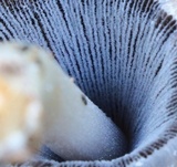 Coprinellus saccharinus image