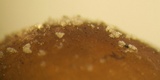 Coprinellus saccharinus image