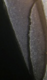 Coprinellus saccharinus image