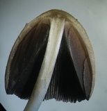 Coprinellus saccharinus image