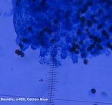 Coprinellus saccharinus image