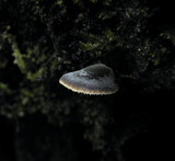 Hohenbuehelia grisea image