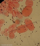 Coprinellus saccharinus image