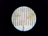 Rhodocollybia maculata image