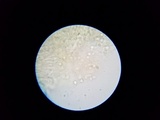 Rhodocollybia maculata image