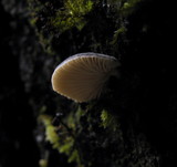 Hohenbuehelia grisea image