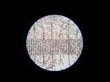 Scleroderma polyrhizum image