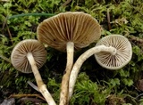 Phaeonematoloma myosotis image