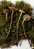 Phaeonematoloma myosotis image