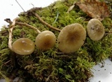 Phaeonematoloma myosotis image