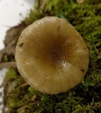 Phaeonematoloma myosotis image