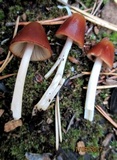 Parasola conopilea image