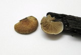 Crepidotus crocophyllus image