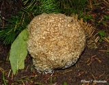 Sparassis crispa image
