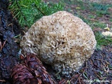 Sparassis crispa image