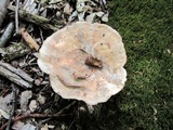 Bondarzewia berkeleyi image