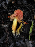 Hygrocybe punicea image