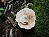 Bondarzewia berkeleyi image