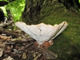 Bondarzewia berkeleyi image