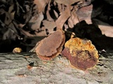 Phellinus gilvus image