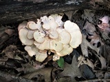 Meripilus sumstinei image