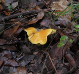 Hygrocybe acutoconica image