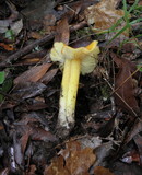 Hygrocybe acutoconica image