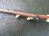 Plicaturopsis crispa image