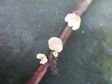 Plicaturopsis crispa image