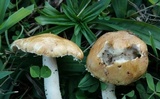 Stropharia coronilla image