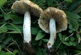 Stropharia coronilla image