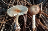Rhodocollybia butyracea image