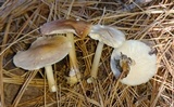 Rhodocollybia butyracea image