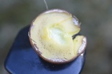 Suillus luteus image