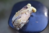 Suillus luteus image
