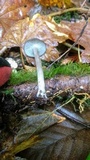 Clitocybula atrialba image