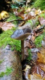 Clitocybula atrialba image